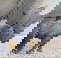 Croc Express to Australia Zoo from Gold Coast - C Tourism