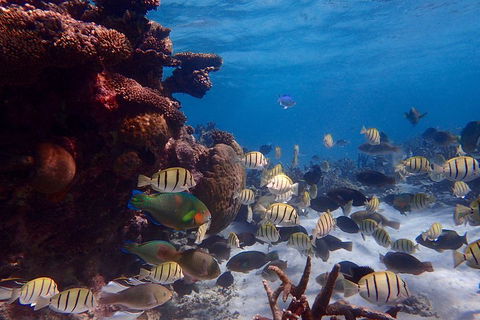 Lagoon Explorer - Ningaloo Reef Full-Day Kayaking And Snorkeling Adventure - C Tourism 2