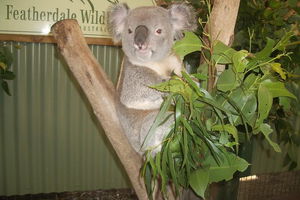 Blue Mountains PRIVATE day tour