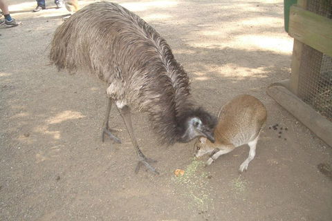Blue Mountains PRIVATE Day Tour - C Tourism 4