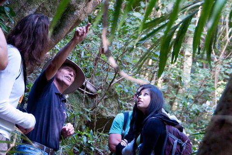 Natural Bridge & Springbrook Waterfalls Tour - C Tourism 4