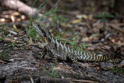 Cape Byron Aboriginal Tour - C Tourism 3