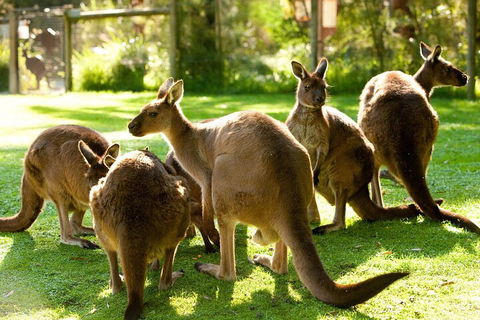 Yarra Valley Wine And Wildlife Self-Driving Tour - C Tourism 4