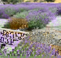 Kangaroo Island Food and Wine Trail Tour - C Tourism