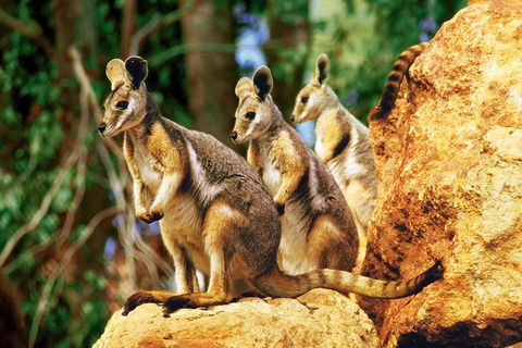 Sydney Harbour Hop On Hop Off Cruise With Taronga Zoo Entry - C Tourism 4