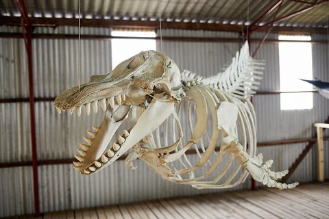 Albany's Whale Story - C Tourism 3