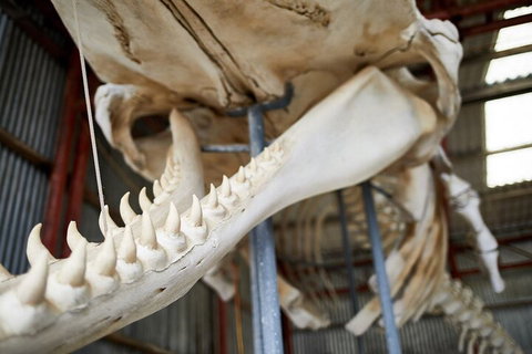 Albany's Whale Story - C Tourism 5