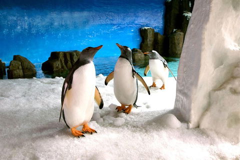 Penguin Passport At SEA LIFE Melbourne Aquarium - C Tourism 1