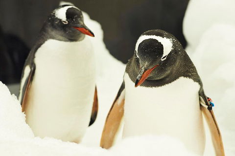 Penguin Passport At SEA LIFE Melbourne Aquarium - C Tourism 2