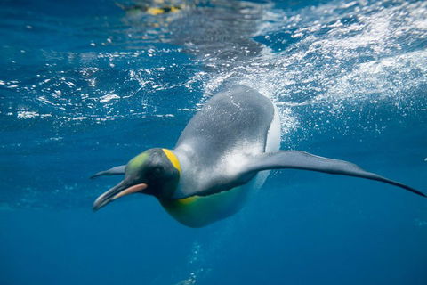 Penguin Passport At SEA LIFE Melbourne Aquarium - C Tourism 3