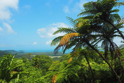 Cape Tribulation, Daintree Rainforest And Wildlife Tour - C Tourism 3