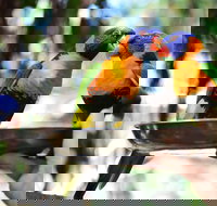 Wildlife Habitat Port Douglas - C Tourism