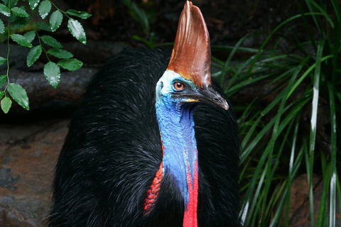 Wildlife Habitat Port Douglas - C Tourism 3
