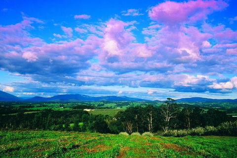 Yarra Valley Wine And Cider Tours By Classic Convertibles From Melbourne - C Tourism 3