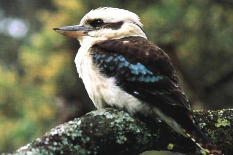 Yarra Valley Wine And Cider Tours By Classic Convertibles From Melbourne - C Tourism 4