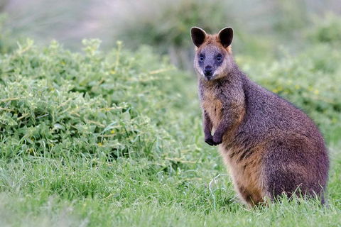 Phillip Island Penguin Parade Day Trip With Koala Conservation Reserve Visit - C Tourism 1