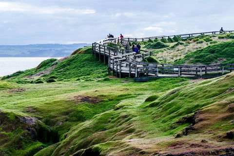 Phillip Island Penguin Parade Day Trip With Koala Conservation Reserve Visit - C Tourism 4