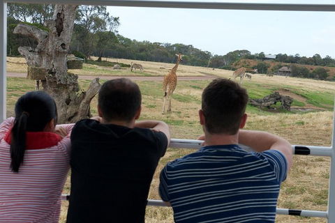 Off-Road Safari At Werribee Open Range Zoo - C Tourism 4