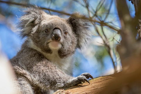Phillip Island Penguin And Koala Highlights Day-Trip From Melbourne - C Tourism 2