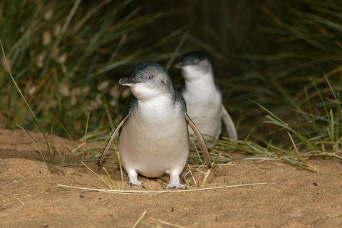 Phillip Island Penguin And Koala Highlights Day-Trip From Melbourne - C Tourism 3