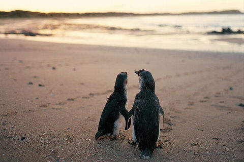 Phillip Island Penguin And Koala Highlights Day-Trip From Melbourne - C Tourism 4