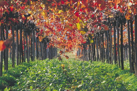Margaret River Private Tour - C Tourism 0
