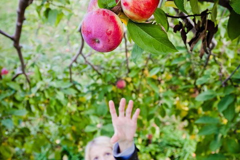 Perth Hills - Wildlife, Art & Gastronomy - C Tourism 1