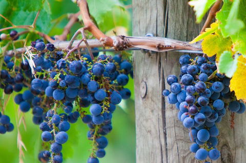 Yarra Valley, Dandenong Ranges Inc. Lunch With Wine,plus Morning Tea,chocolate - C Tourism 0