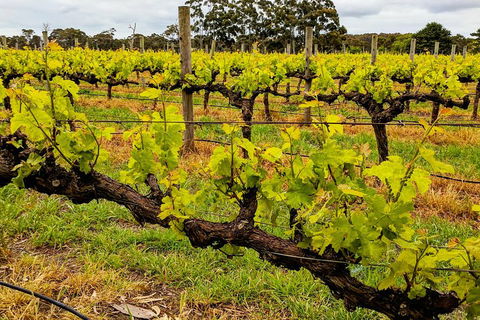 Margaret River Indulge And Discover Day Tour - C Tourism 5