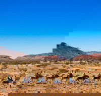 Alice Springs Camel Tour - C Tourism