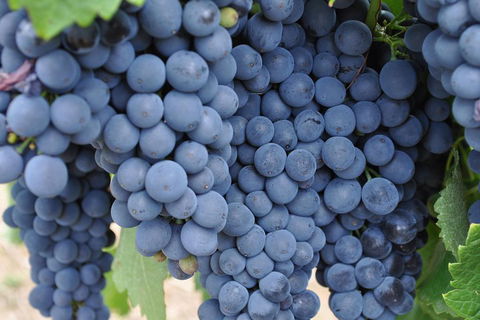 Adelaide Hills Day Tour. Winery Cellar Doors - C Tourism 3