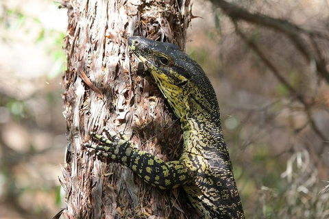 Byron Bay Combo: Minyon Falls And Hinterland Day Trip And Learn To Surf At Byron Bay - C Tourism 0