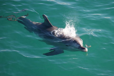 Jervis Bay Dolphin Watch Cruise - C Tourism 1