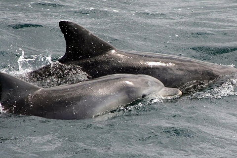 Jervis Bay Dolphin Watch Cruise - C Tourism 2
