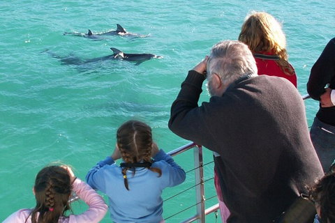 Jervis Bay Dolphin Watch Cruise - C Tourism 4