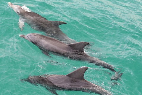 Jervis Bay Dolphin Watch Cruise - C Tourism 5