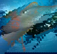 Great Barrier Reef Snorkeling and Diving Cruise from Cairns - C Tourism