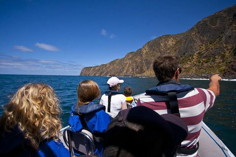 Seal Island Boat Tour From Victor Harbor - C Tourism 0