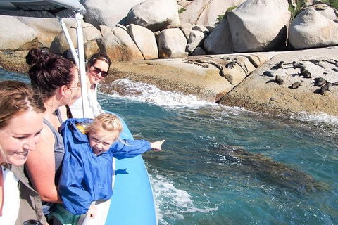 Seal Island Boat Tour From Victor Harbor - C Tourism 4