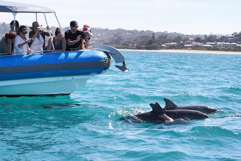 Seal Island Boat Tour From Victor Harbor - C Tourism 5