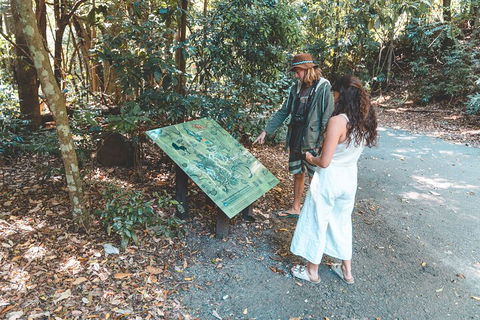 Springbrook AndTamborine Rainforest Tour Incl Natural Bridge And Glow Worm Cave - C Tourism 5