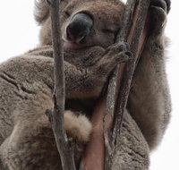 2-Day Kangaroo Island 4WD Small-Group Tour from Adelaide - C Tourism