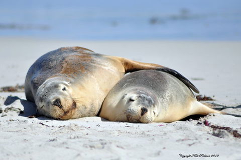 NEW TOUR - Kangaroo Island Road To Recovery Tour (1 Day/1 Night) - C Tourism 1