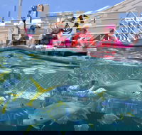 Outer Reef Pontoon Experience from Cairns - C Tourism