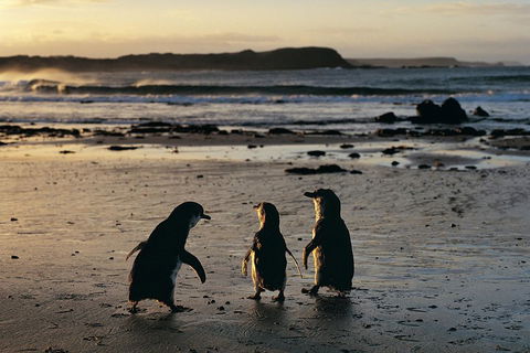 Phillip Island Penguin Parade Day Trip With Koala Conservation Reserve Visit - C Tourism 0