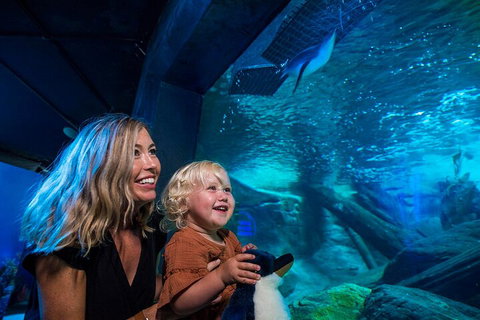 SEA LIFE Sunshine Coast Aquarium Entrance Ticket - C Tourism 0