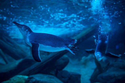 SEA LIFE Sunshine Coast Aquarium Entrance Ticket - C Tourism 1