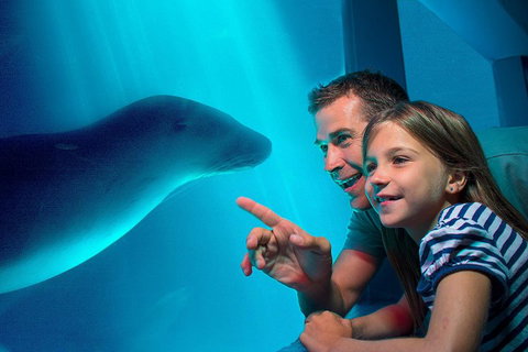 SEA LIFE Sunshine Coast Aquarium Entrance Ticket - C Tourism 2