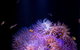 SEA LIFE Sunshine Coast Aquarium Entrance Ticket - thumb 4