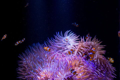 SEA LIFE Sunshine Coast Aquarium Entrance Ticket - C Tourism 4
